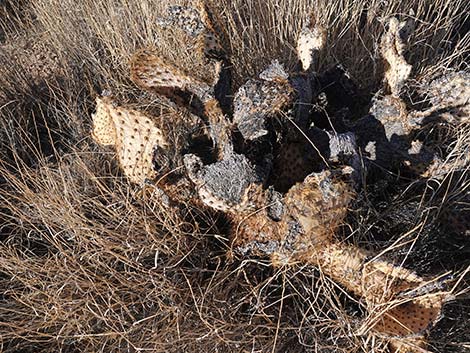 Searchlight Pricklypear (Opuntia curvispina)