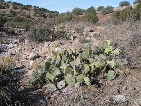 Cactus Apple Pricklypear (Opuntia engelmannii)