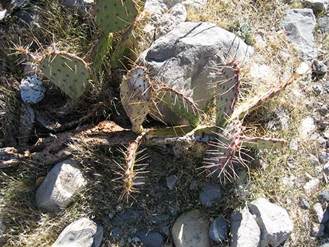 Tulip Pricklypear (Opuntia phaeacantha)