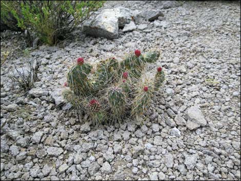 Porcupine Pricklypear (Opuntia polyacantha var. hystricina)