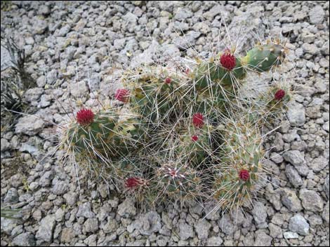 Porcupine Pricklypear (Opuntia polyacantha var. hystricina)