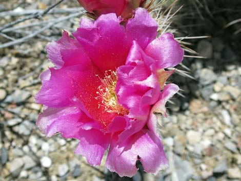 Porcupine Pricklypear (Opuntia polyacantha var. hystricina)