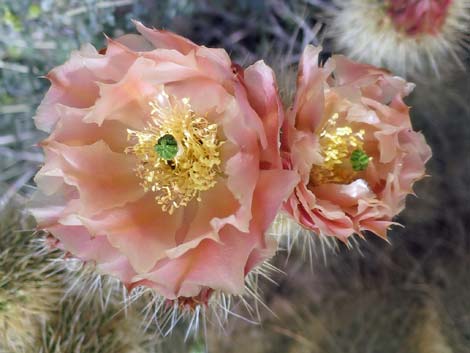 Porcupine Pricklypear (Opuntia polyacantha var. hystricina)