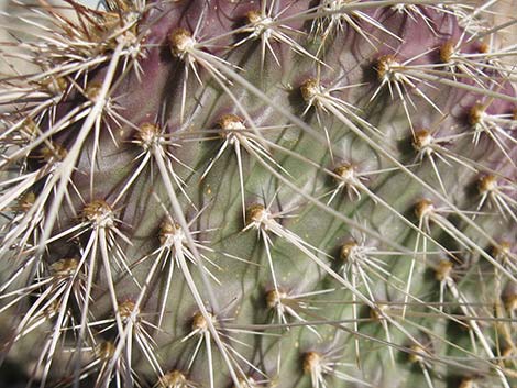 Hairspine Cactus (Opuntia polyacantha var. polyacantha)