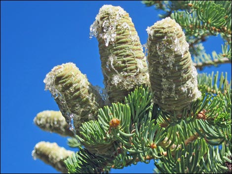 White Fir (Abies concolor)