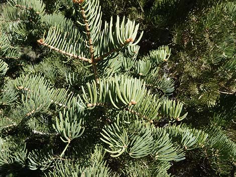 White Fir (Abies concolor)