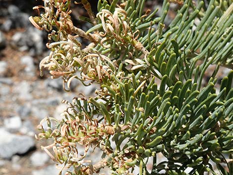 White Fir (Abies concolor)