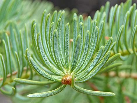 White Fir (Abies concolor)