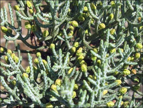 Arizona Cypress (Cupressus arizonica)