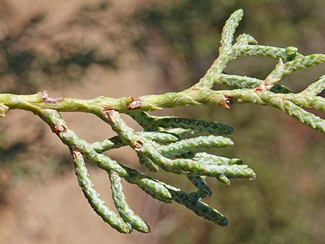 Arizona Cypress (Cupressus arizonica)