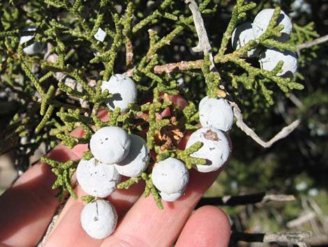 California Juniper (Juniperus californica)