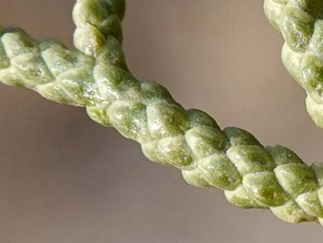 California Juniper (Juniperus californica)