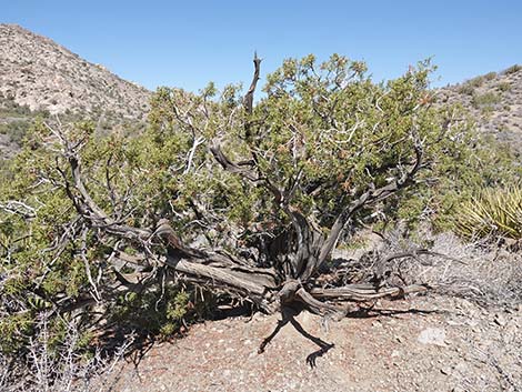 California Juniper (Juniperus californica)