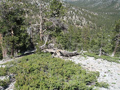 Common Juniper (Juniperus communis)