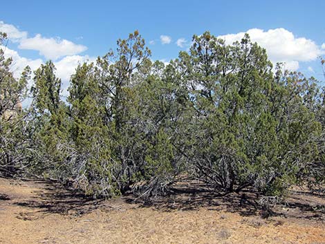 One-Seed Juniper (Juniperus monosperma)