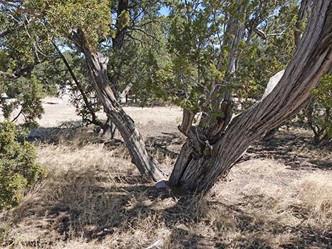 One-Seed Juniper (Juniperus monosperma)