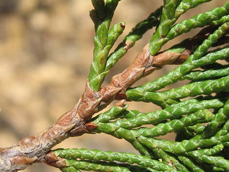 Rocky Mountain Juniper (Juniperus scopulorum)