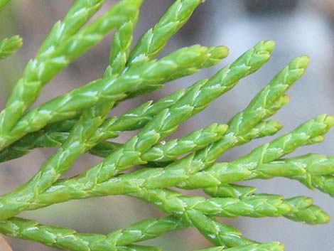 Rocky Mountain Juniper (Juniperus scopulorum)