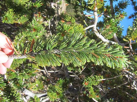 Southern Foxtail Pine (Pinus balfouriana austrina)