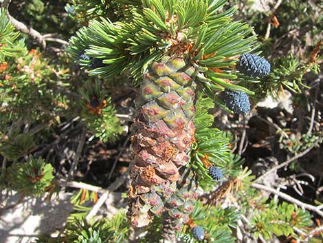 Southern Foxtail Pine (Pinus balfouriana austrina)