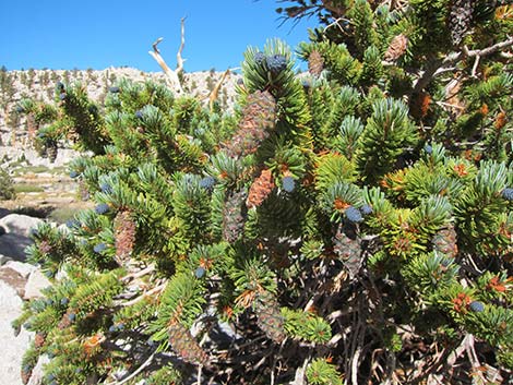 Southern Foxtail Pine (Pinus balfouriana austrina)