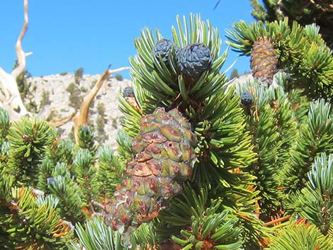 Southern Foxtail Pine (Pinus balfouriana austrina)