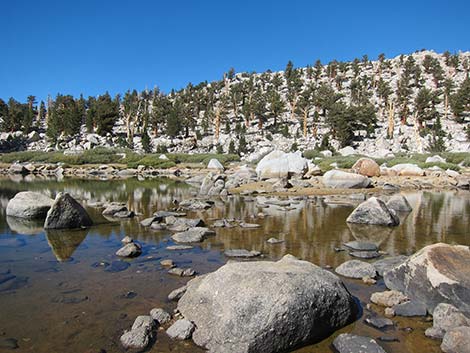 Southern Foxtail Pine (Pinus balfouriana austrina)