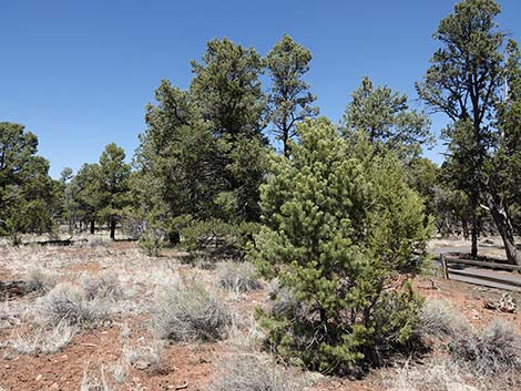 Two-needle Pinyon Pine (Pinus edulis)