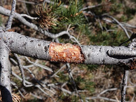 Two-needle Pinyon Pine (Pinus edulis)