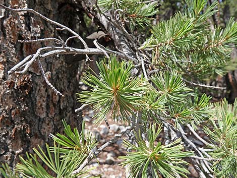 Limber Pine (Pinus flexilis)