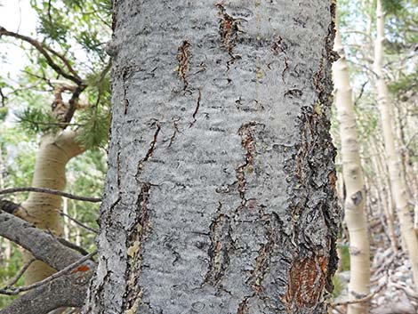 Limber Pine (Pinus flexilis)