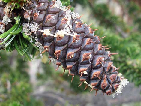 Great Basin Bristlecone Pine (Pinus longaeva)