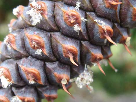 Great Basin Bristlecone Pine (Pinus longaeva)