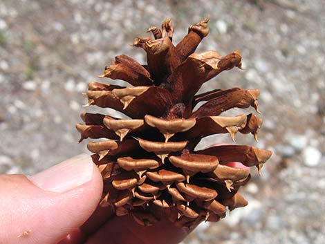 Ponderosa Pine (Pinus ponderosa)