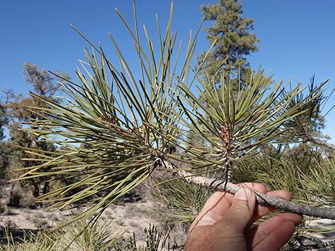 Ponderosa Pine (Pinus ponderosa)