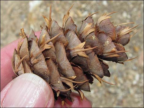 Douglas Fir (Pseudotsuga menziesii)