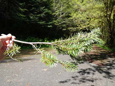 Douglas Fir (Pseudotsuga menziesii)