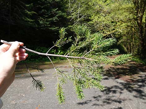 Douglas Fir (Pseudotsuga menziesii)