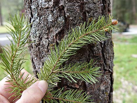 Douglas Fir (Pseudotsuga menziesii)