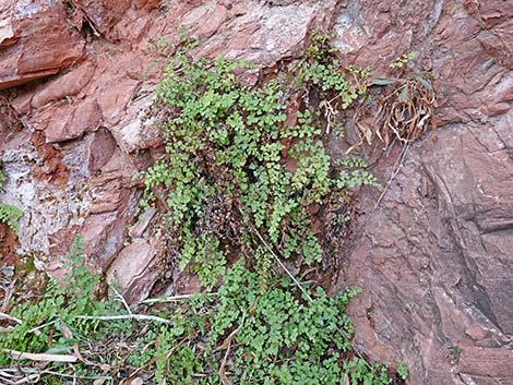 Common Maidenhair Fern (Adiantum capillus-veneris)