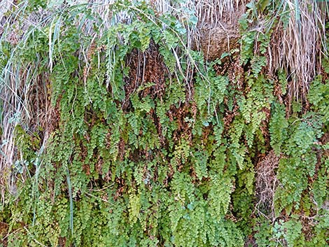 Common Maidenhair Fern (Adiantum capillus-veneris)