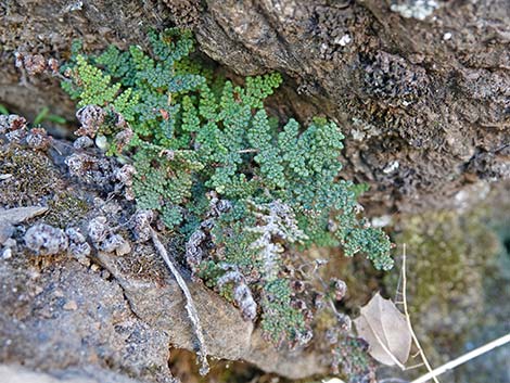 Coville's Lipfern (Cheilanthes covillei)