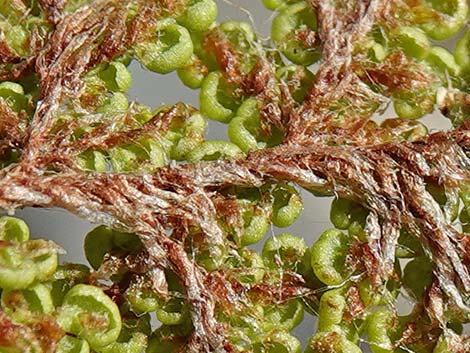 Coville's Lipfern (Cheilanthes covillei)