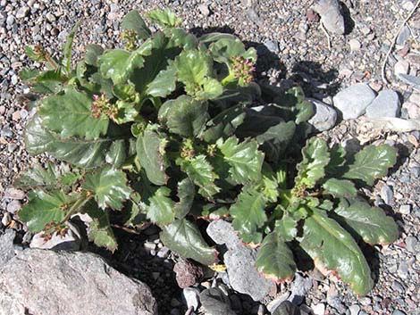 Broadleaf Gilia (Aliciella latifolia)