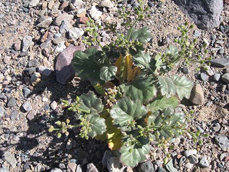 Broadleaf Gilia (Aliciella latifolia)