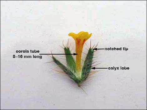 Bristly Fiddleneck (Amsinckia tessellata)