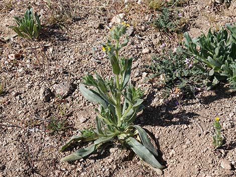 Bristly Fiddleneck (Amsinckia tessellata)