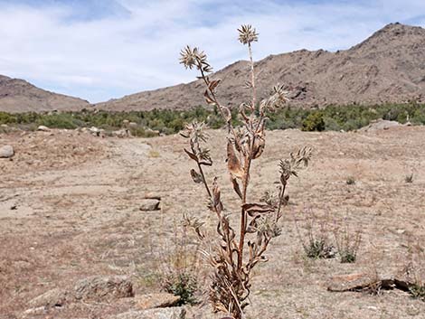 Bristly Fiddleneck (Amsinckia tessellata)