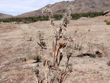 Bristly Fiddleneck (Amsinckia tessellata)