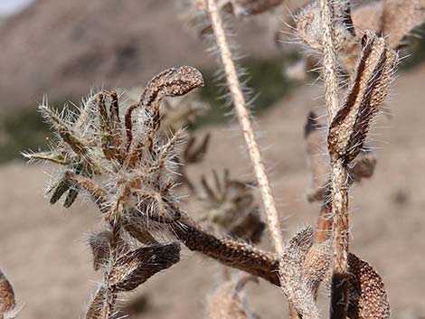 Bristly Fiddleneck (Amsinckia tessellata)